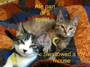 Two three-month-old kittens are piled up in a quilt on a lap. The upper torbie kitten is labeled "Ate part of a towel" and the lower tabbie/tuxie kitten is labeled "Swallowed a toy mouse"